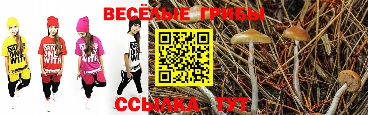 Кудрово  Галлюциногенные грибы Psilocybine cubensis  Вход с VPN 